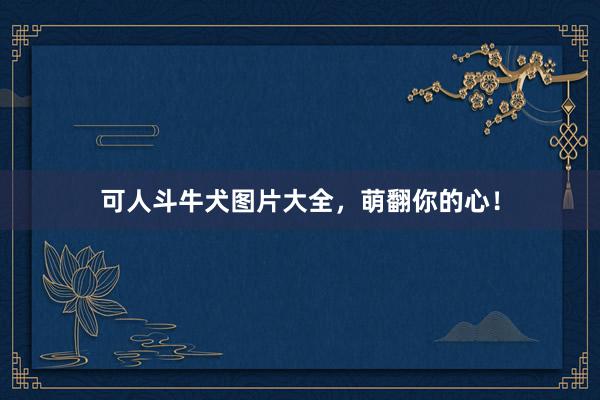 可人斗牛犬图片大全，萌翻你的心！